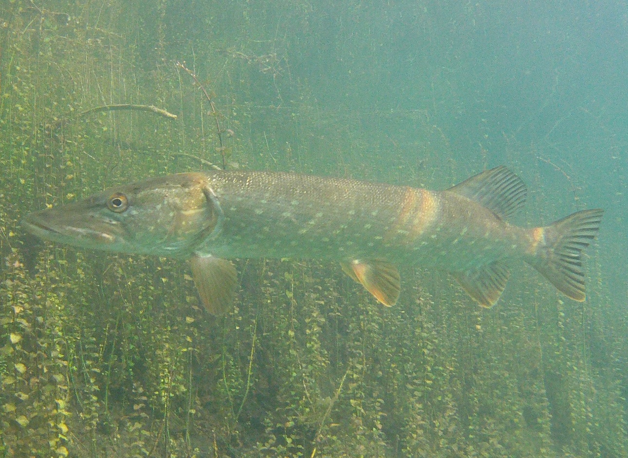 Grosser Hecht im Echinger Weiher